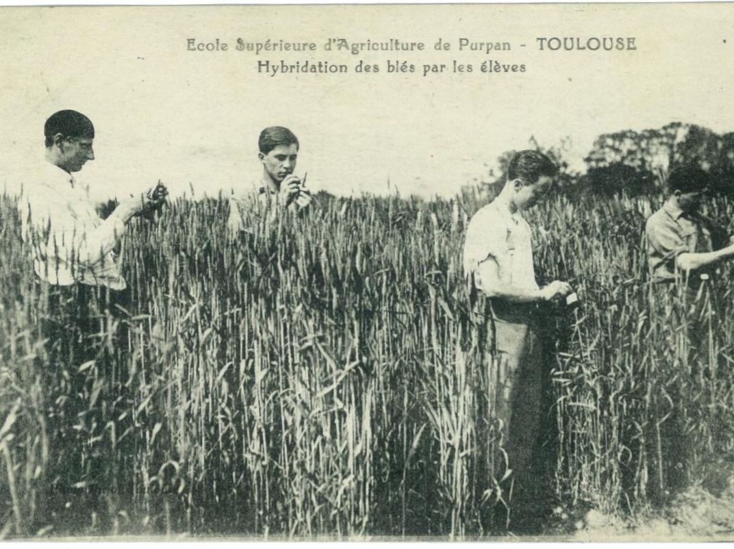 École Supérieure d'Agriculture de Purpan - Toulouse - Hybridation des blés par les élèves. École Supérieure d'Agriculture de Purpan - Toulouse - Hybridation des blés par les élèves.