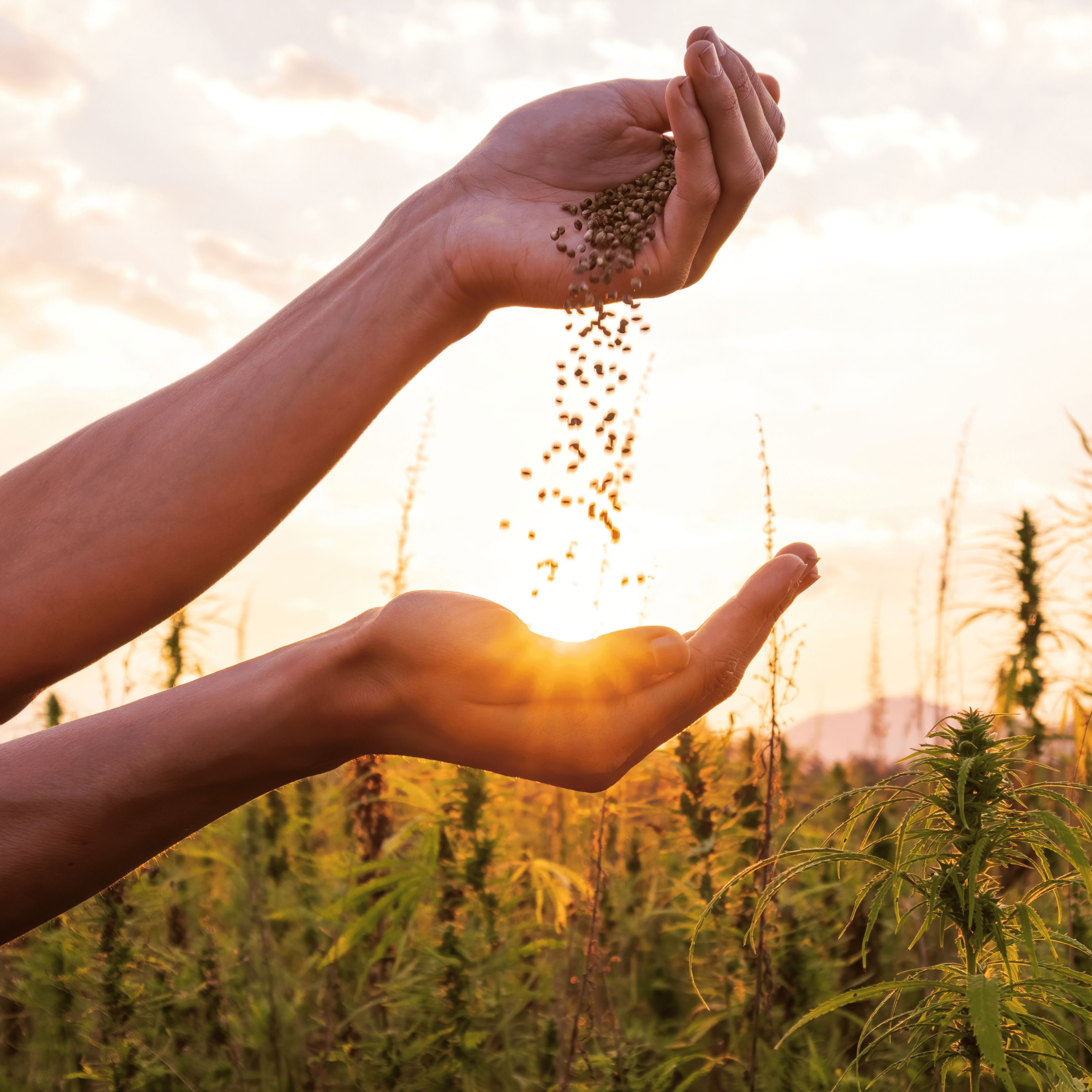 Des mains d’une personne laissent tomber des graines au-dessus d’un champ verdoyant au coucher du soleil. Des mains d’une personne laissent tomber des graines au-dessus d’un champ verdoyant au coucher du soleil.